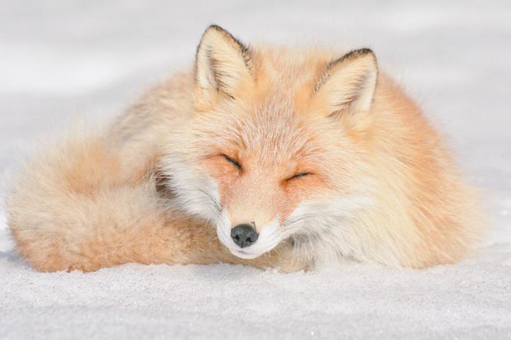 北海道赤狐 (hokkaido red fox)