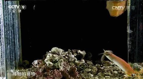 皮皮虾是什么梗 皮皮虾表情包为什么火 各种表情包下载