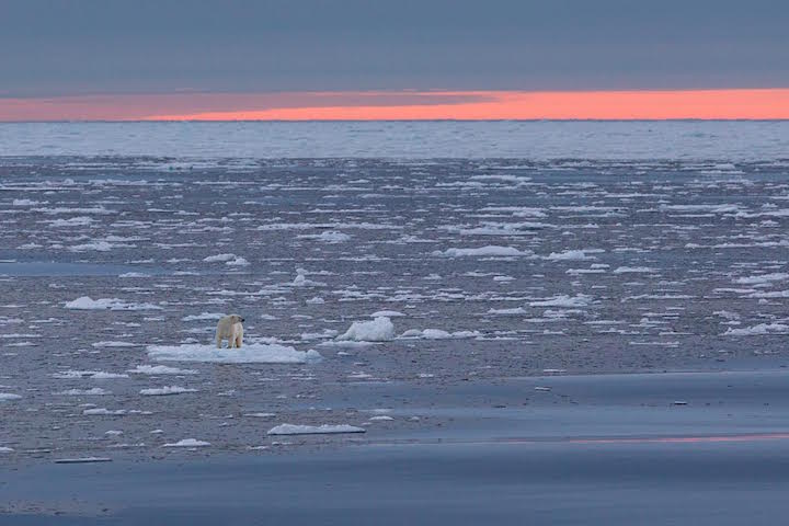 [纪实摄影]独孤星球：全球变暖下的北极熊世界