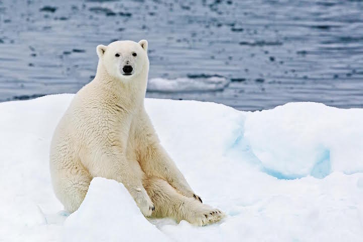 [纪实摄影]独孤星球：全球变暖下的北极熊世界