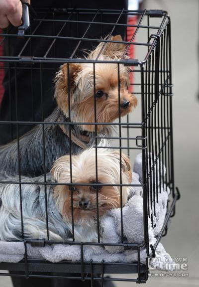 德普或因携爱犬非法入境澳洲面临牢狱之灾 刑期最高可达十年