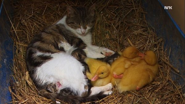 猫妈妈竟收养三只小鸭子 像亲生孩子一样抚养它们