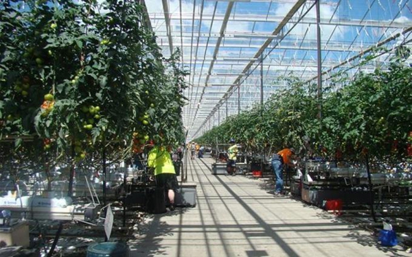 澳近期将向中国开放打工与度假签证