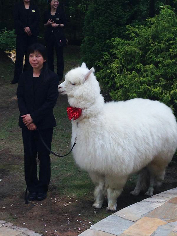 日本新人请“神兽”做婚礼见证人 羊驼卖萌抢镜