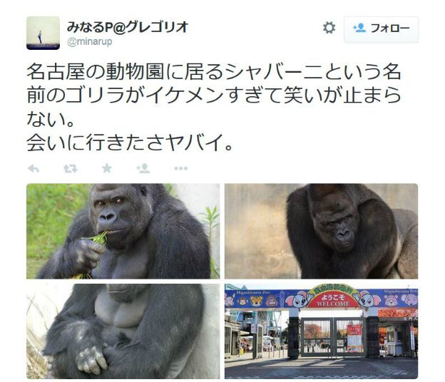 大猩猩沙巴尼迷倒万千日本女性