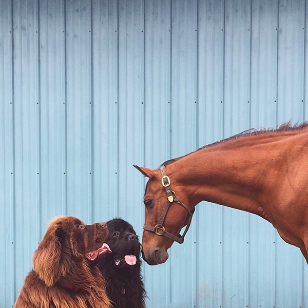 超萌！母亲用相机记录儿子和两只大狗、一匹马的友谊