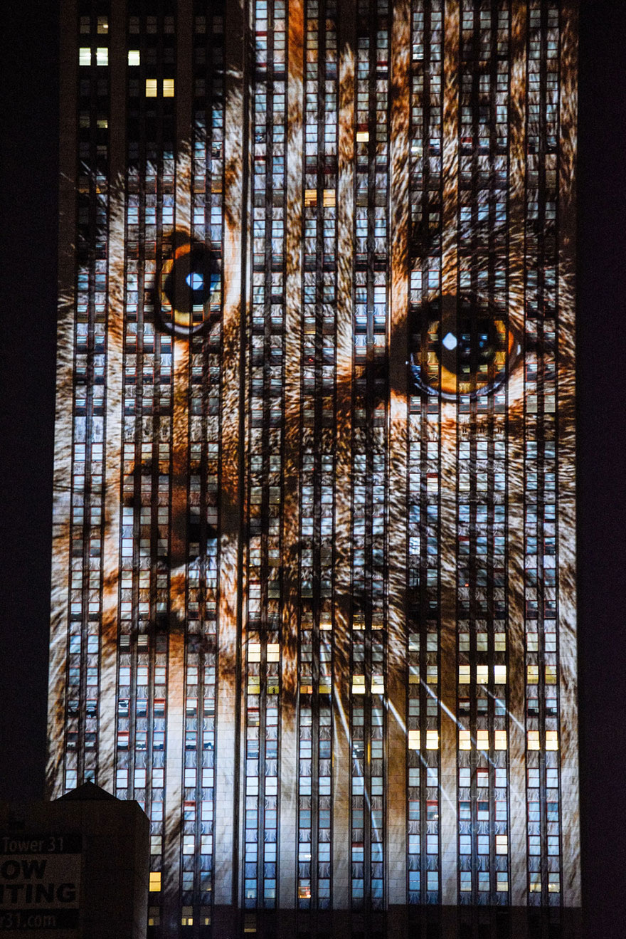 纽约帝国大厦上演濒危动物灯光秀