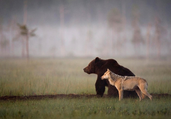 灰狼和棕熊连续十晚同看日落享美食 结伴寻找安全感