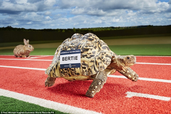 《吉尼斯世界纪录大全2016》全球发行 南非豹纹龟伯蒂成“乌龟中的博尔特”