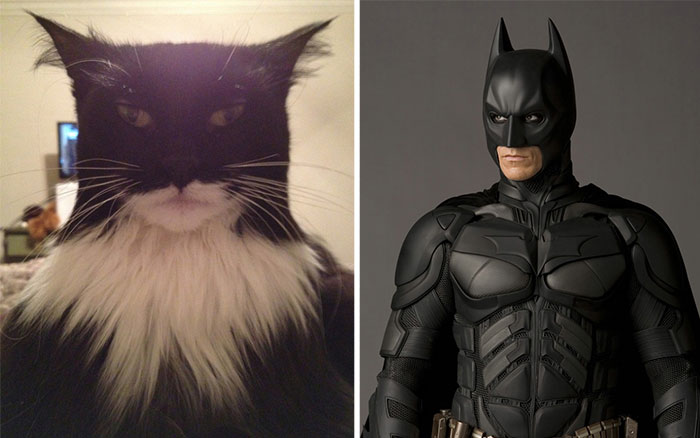 趣图一览：猫界蝙蝠侠、史泰龙青椒傻傻分不清楚