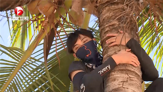 《法则》黄子韬空腹爬树摘椰子 分工作人员吃