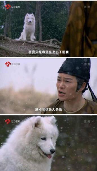 说一说电视剧中缺心眼的台词：萨摩扮白狐 你先别死