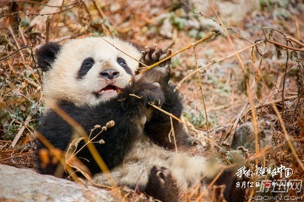 2016年豆瓣高评分十佳华语影片 《驴得水》排名第一！
