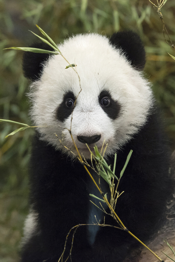 组图：旅居国外的大熊猫卖萌拜年