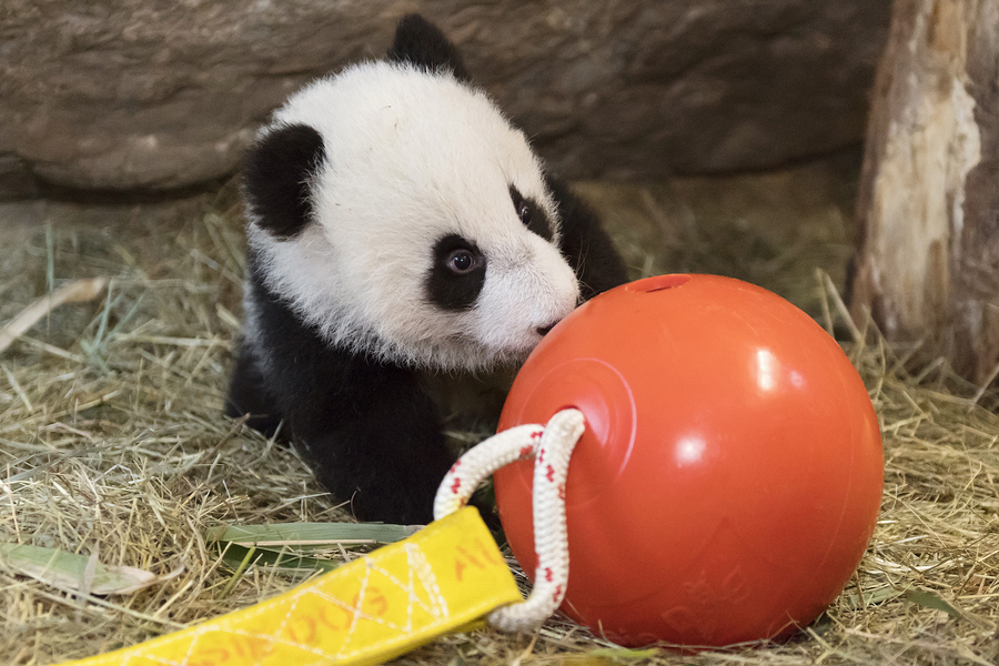 组图：旅居国外的大熊猫卖萌拜年