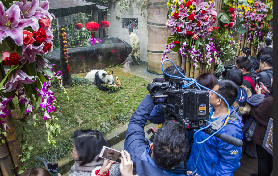 北京亚运会吉祥物“盼盼”原型迎37岁生日 为世界上最高寿圈养大熊猫