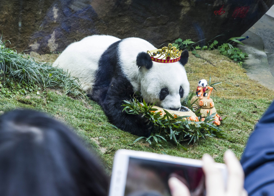 北京亚运会吉祥物“盼盼”原型迎37岁生日 为世界上最高寿圈养大熊猫