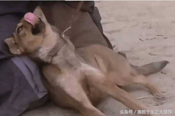 盘点周星驰电影的“极品”配角，一只动物一只昆虫上榜