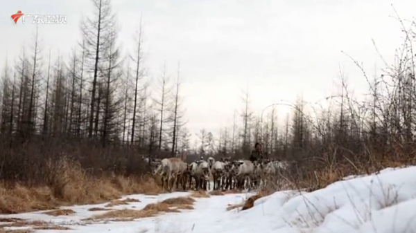 狩猎民族后继无人，中国最后的“使鹿部落”将何去何从？