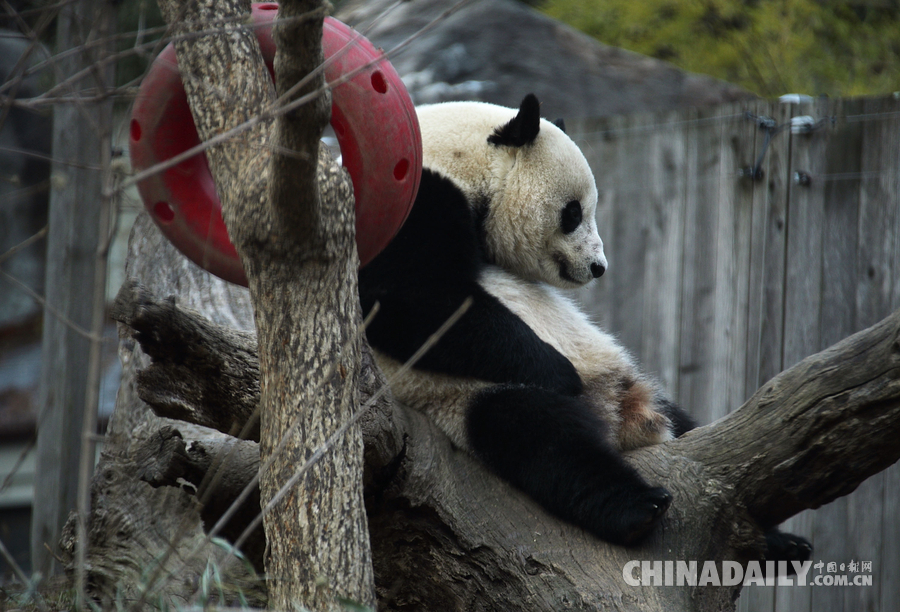 组图：旅美大熊猫