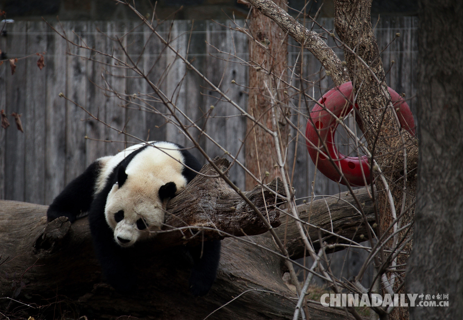 组图：旅美大熊猫
