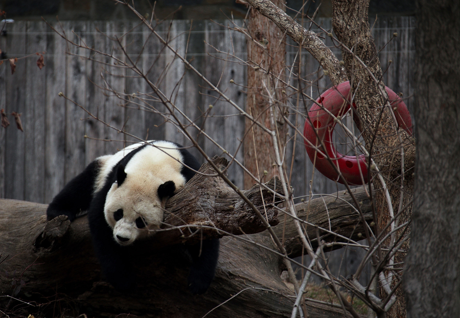 旅美大熊猫“宝宝”启程回国 美国动物园工作人员依依不舍