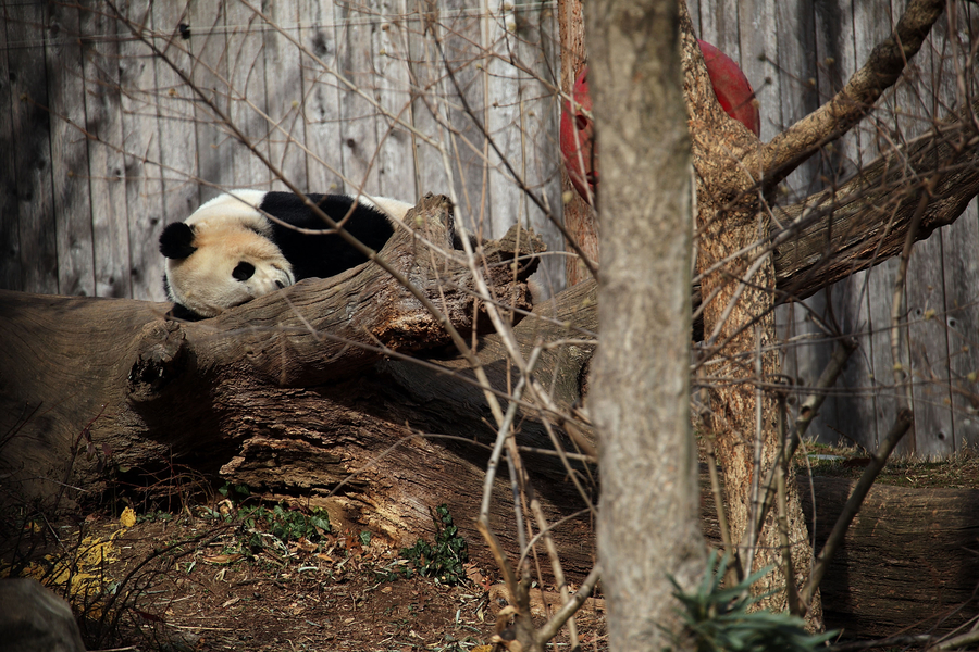 旅美大熊猫“宝宝”启程回国 美国动物园工作人员依依不舍