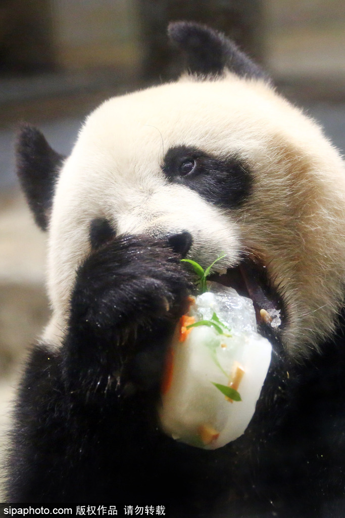 旅美大熊猫“宝宝”回国 盘点那些留洋熊猫的激萌时刻