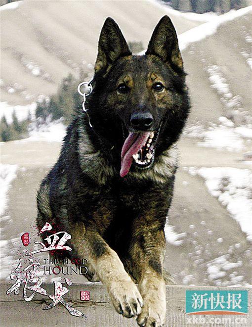 《血狼犬》曝概念海报 不借助特效展现的狼狗大战