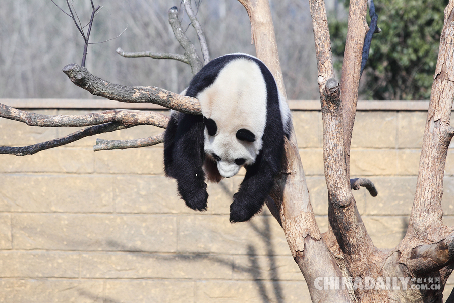 世界睡眠日：动物界睡姿大比拼 猴子最温情熊猫高难度