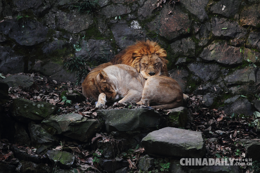 世界睡眠日：动物界睡姿大比拼 猴子最温情熊猫高难度