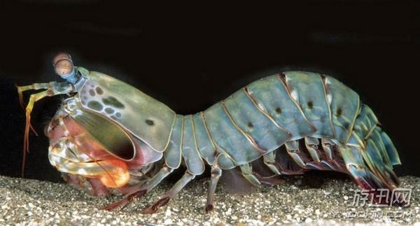 “皮皮虾”已经4亿年没进化！生物界的12种“活化石”