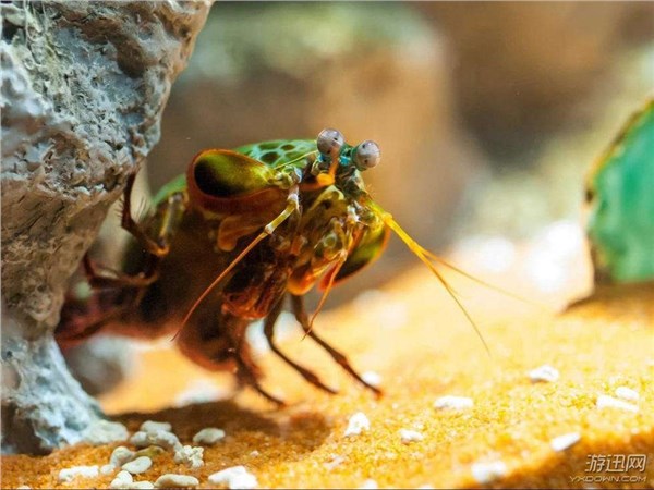 “皮皮虾”已经4亿年没进化！生物界的12种“活化石”