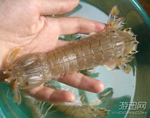 “皮皮虾”已经4亿年没进化！生物界的12种“活化石”