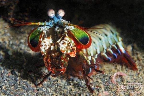 “皮皮虾”已经4亿年没进化！生物界的12种“活化石”