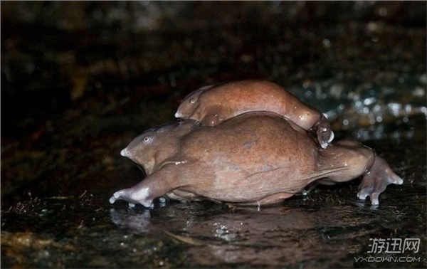 “皮皮虾”已经4亿年没进化！生物界的12种“活化石”