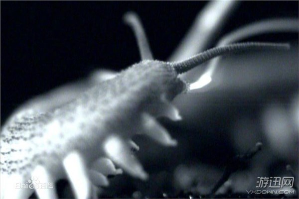 “皮皮虾”已经4亿年没进化！生物界的12种“活化石”