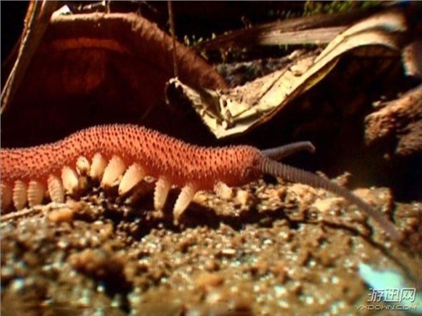 “皮皮虾”已经4亿年没进化！生物界的12种“活化石”