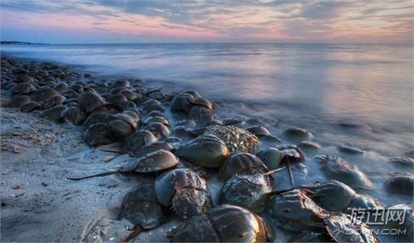 “皮皮虾”已经4亿年没进化！生物界的12种“活化石”