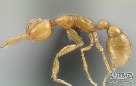 “皮皮虾”已经4亿年没进化！生物界的12种“活化石”