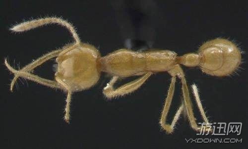 “皮皮虾”已经4亿年没进化！生物界的12种“活化石”