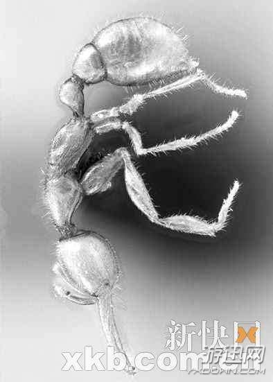 “皮皮虾”已经4亿年没进化！生物界的12种“活化石”