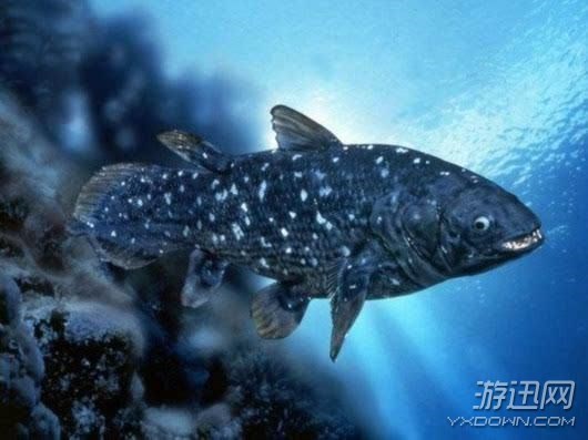 “皮皮虾”已经4亿年没进化！生物界的12种“活化石”