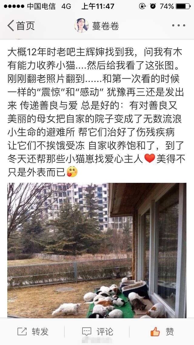 人美心善！刘亦菲收养几十只流浪猫场面壮观