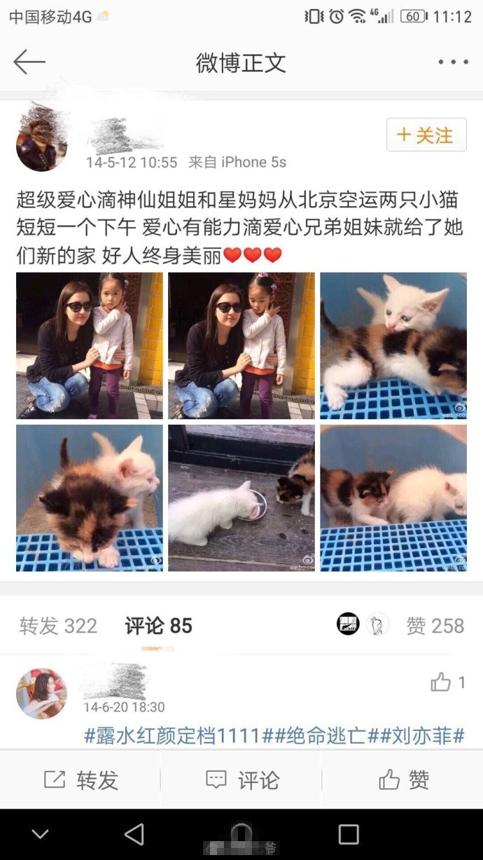 人美心善！刘亦菲收养几十只流浪猫场面壮观