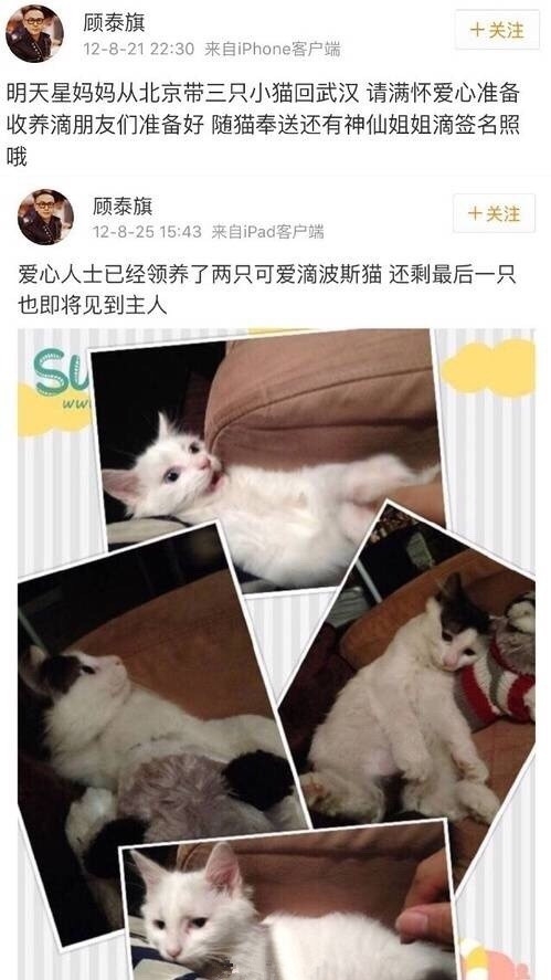 人美心善！刘亦菲收养几十只流浪猫场面壮观