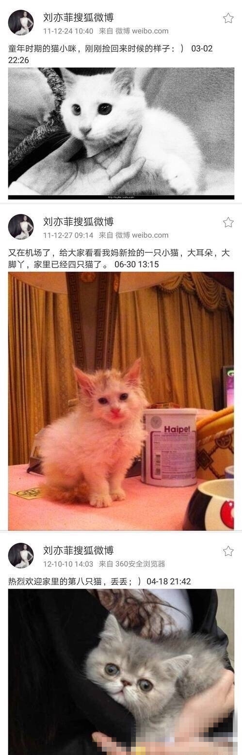 人美心善！刘亦菲收养几十只流浪猫场面壮观