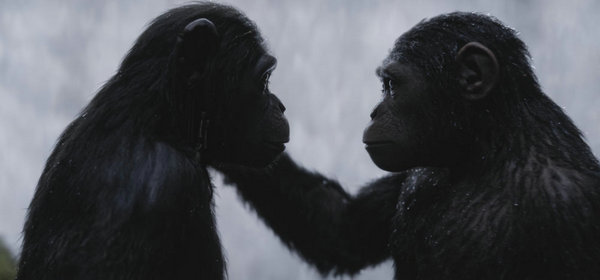 《猩球崛起3》上映拔头筹 北美首周末票房登顶