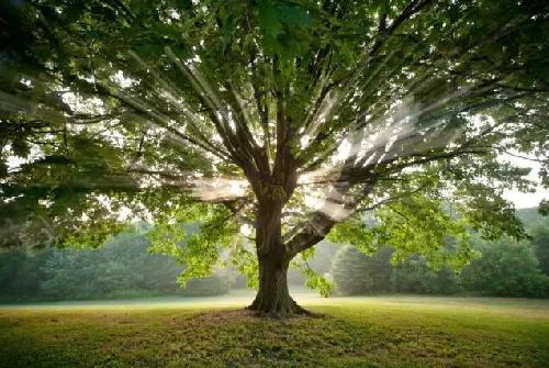 关于生活和幸福，树可以教会我们什么？