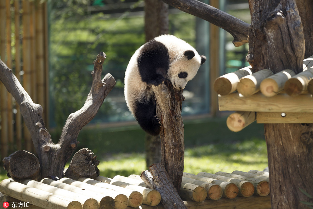 今天是国际熊猫节 你能抵住熊猫的呆萌诱惑吗？